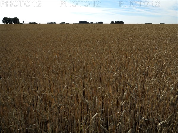 Champ de blé du pays de Caux