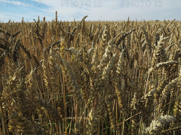 Champ de blé du pays de Caux