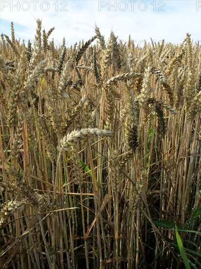 Champ de blé du pays de Caux