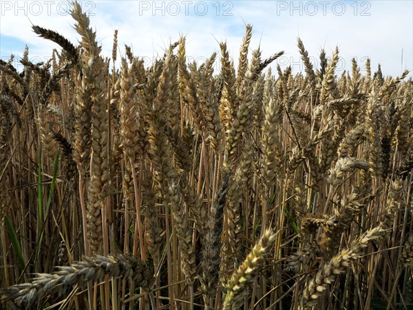 Champ de blé du pays de Caux