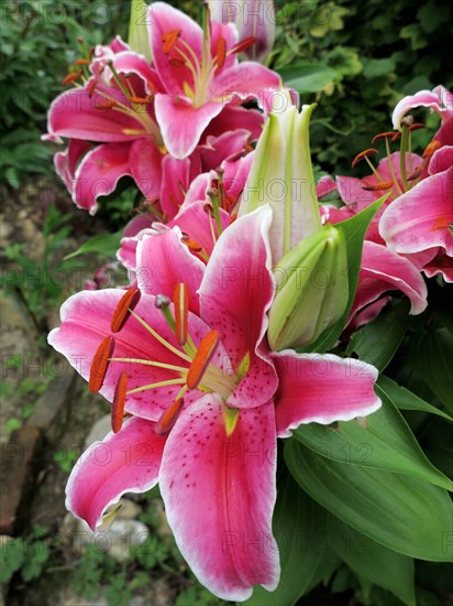 Pink lily