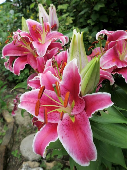 Pink lily