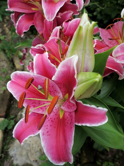 Pink lily