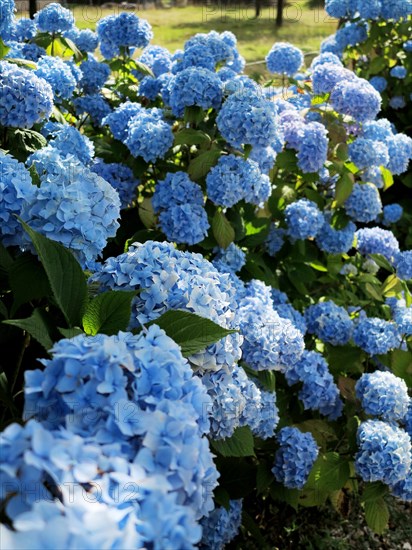 Hortensias bleus