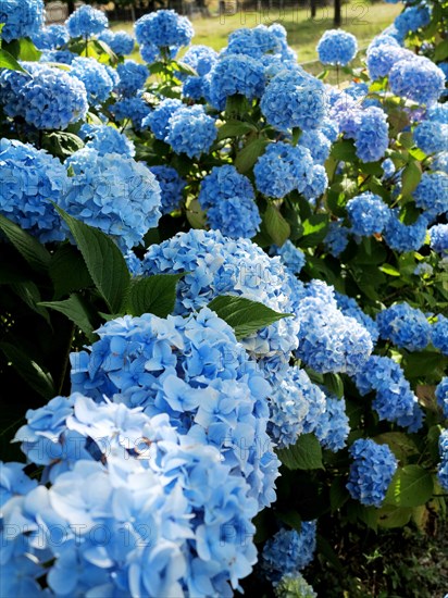 Blue hydrangeas