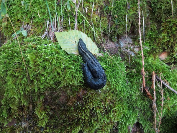 Black slug