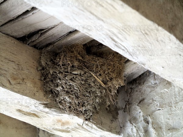 Swallow's nest.