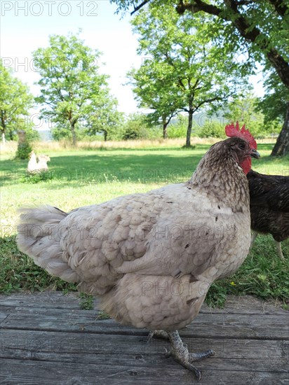 Poules