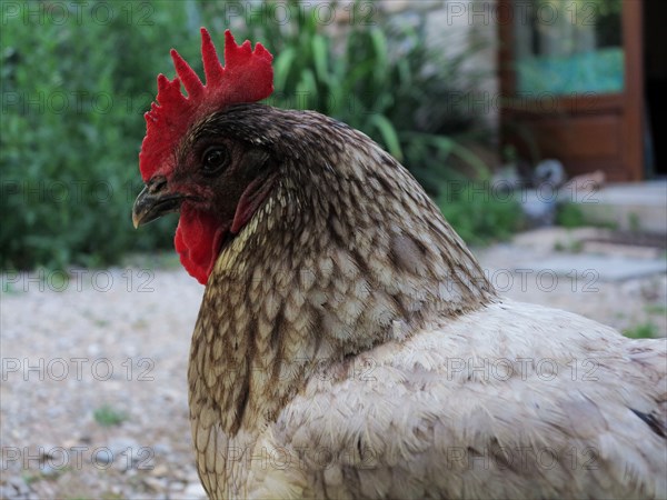 Poules