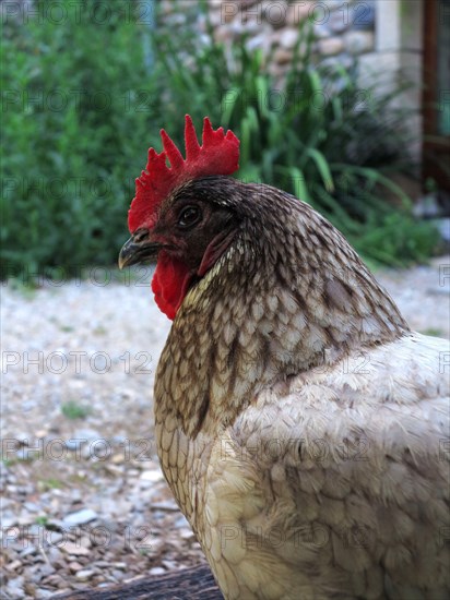 Poules