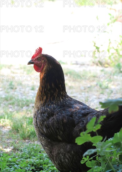 Poules