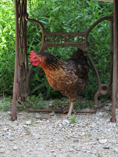 Poules