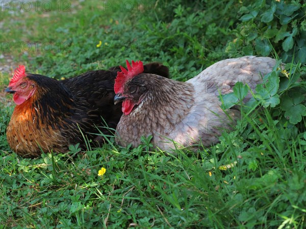 Poules