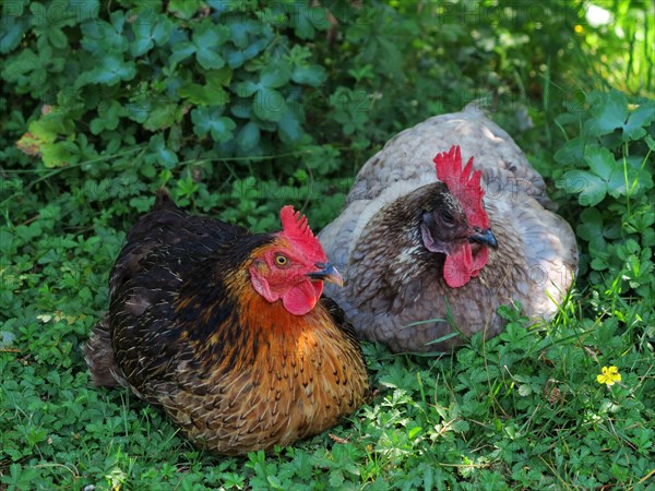 Poules