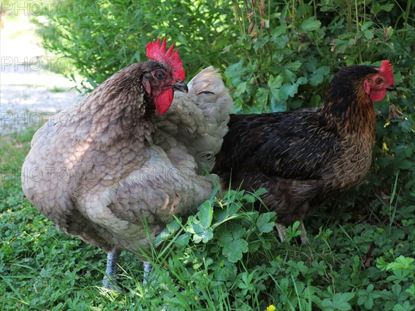 Poules