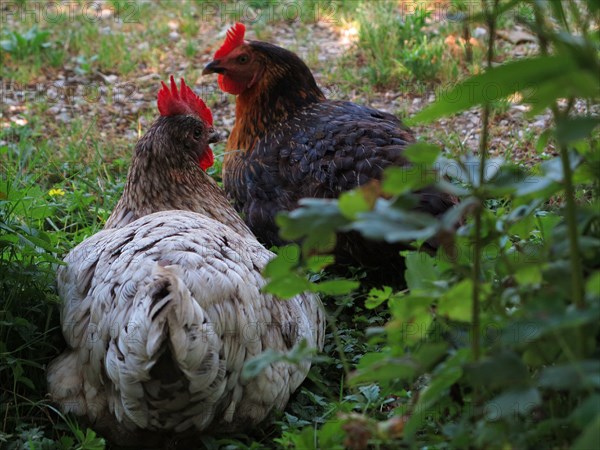 Poules