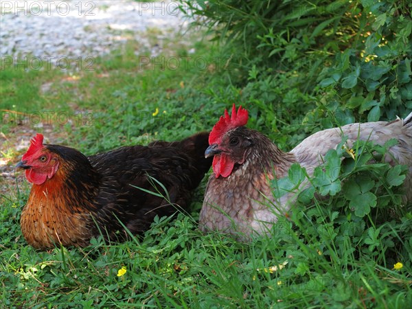 Poules