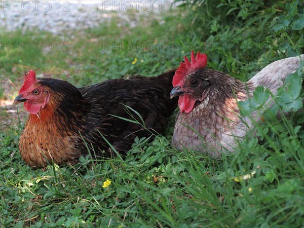 Poules