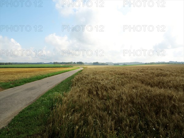 Champ de blé du pays de Caux