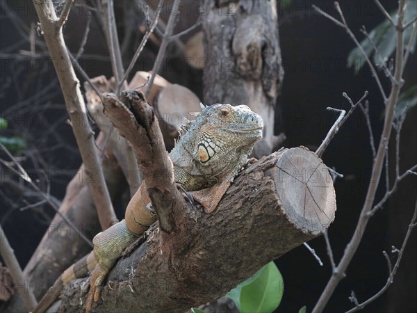 Iguane vert