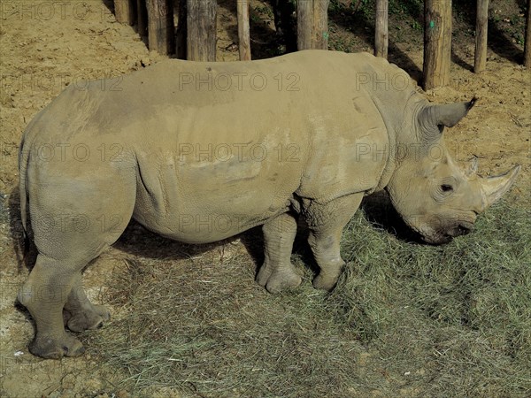 Rhinoceros blanc