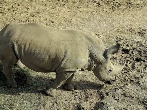 Rhinoceros blanc