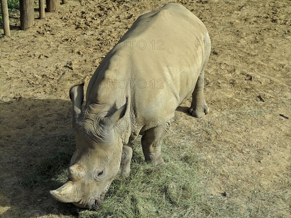 Rhinoceros blanc