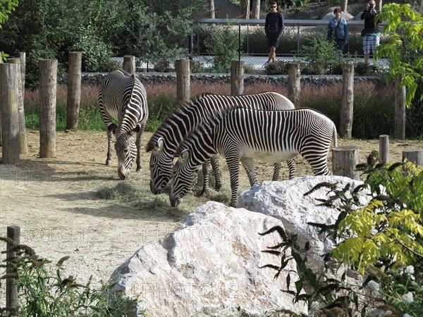 Zebres de Grevy