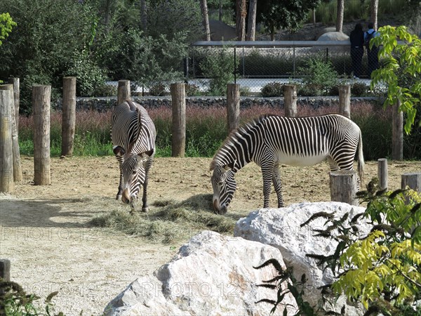 Zebres de Grevy