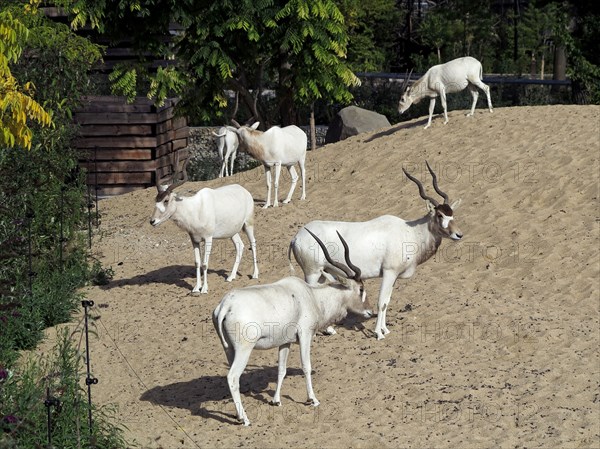 Addax