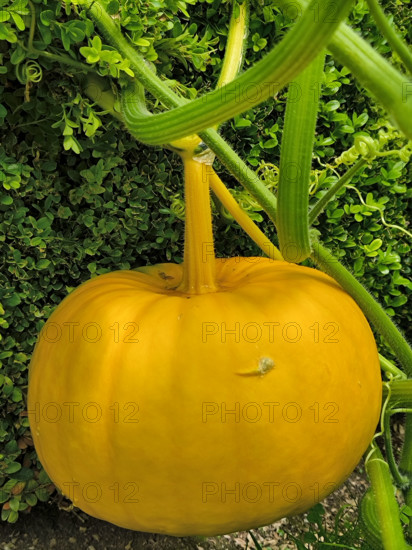 Potiron