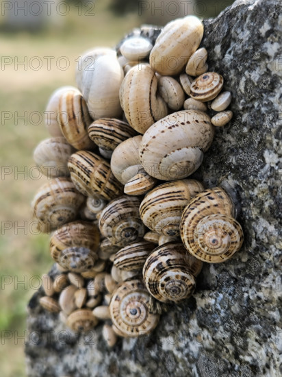 Escargots accrochés à un muret
