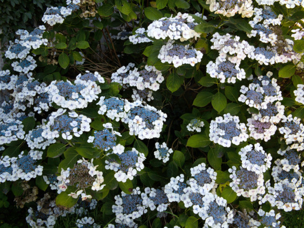 Hydrangea Indian summer