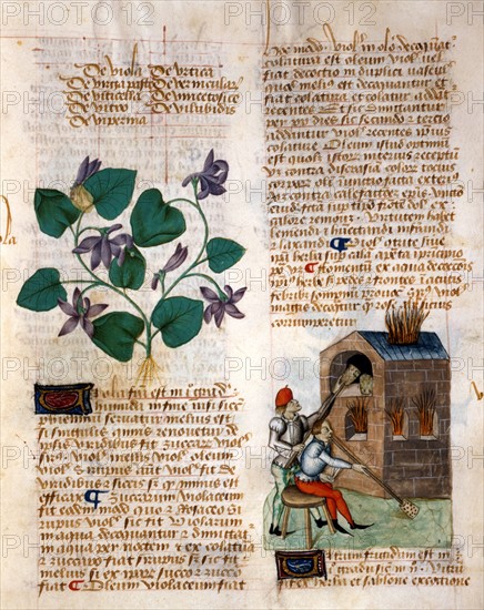 Manuscrit "Tractatus De Herbis"