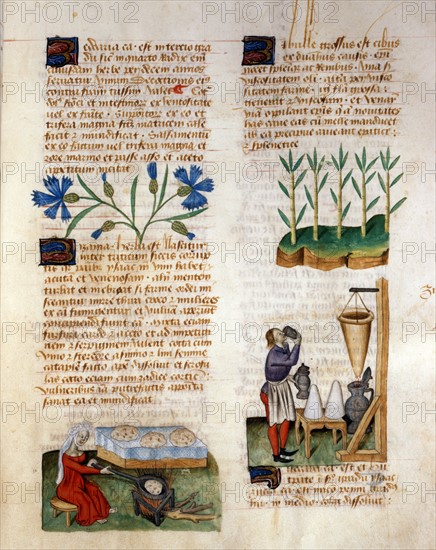 Manuscrit "Tractatus De Herbis"