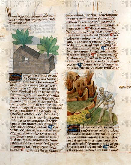 Manuscrit "Tractatus De Herbis"