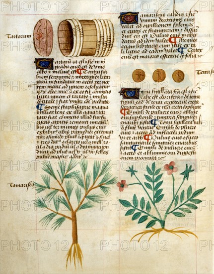 Tractatus De Herbis Manuscript