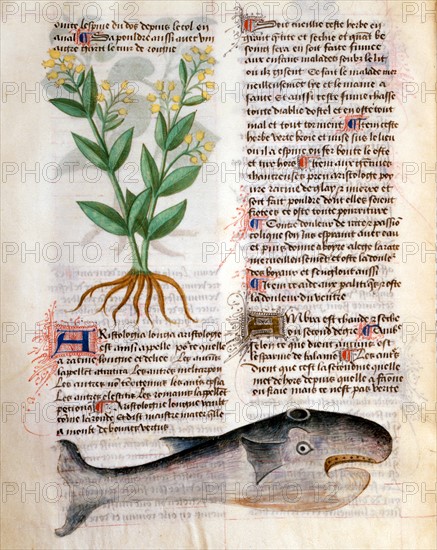 Manuscrit "Tractatus De Herbis"