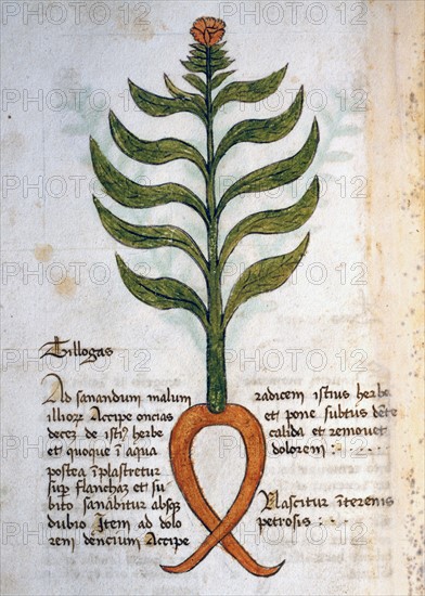 Herba Tillogas