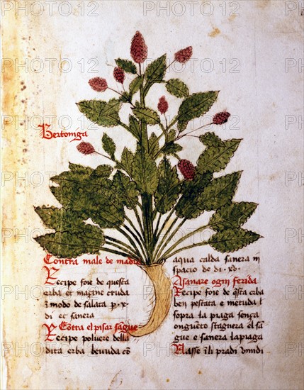 Herba Bertoniga