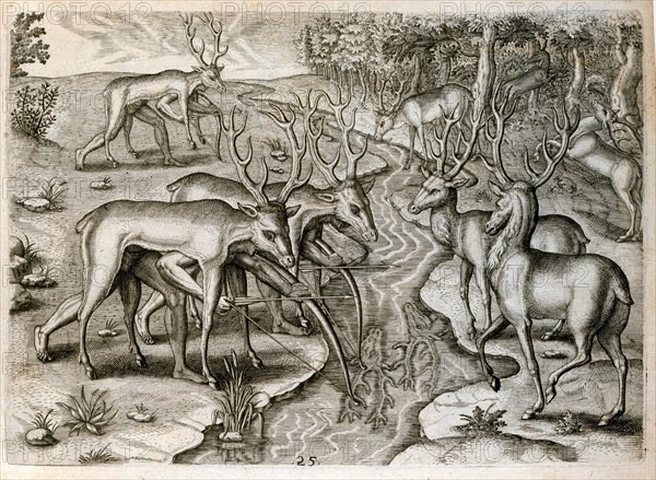 La chasse aux cerfs