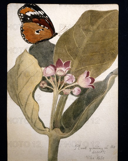 Fleur et papillon du désert dessinés par Frederick Stibbert