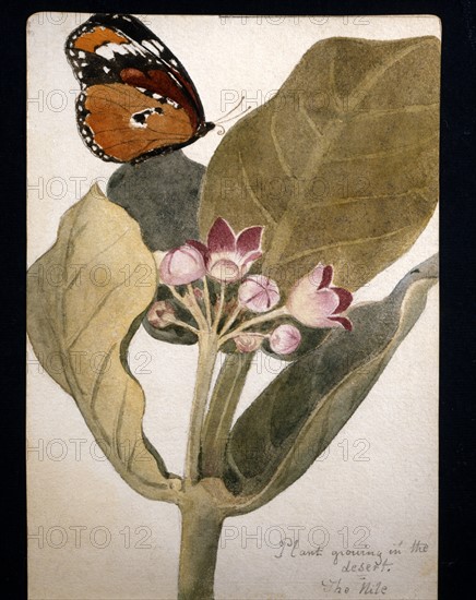 Flower and desert butterfly designed by Frederick Stibbert