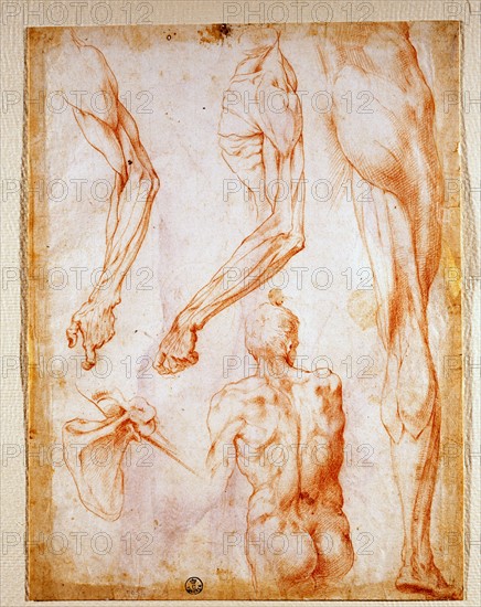 Macchietti, Study of male nude seen from behind, and detail of upper and lower limbs