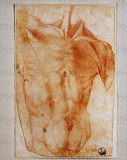 Bandinelli, Study of the muscles of the male back