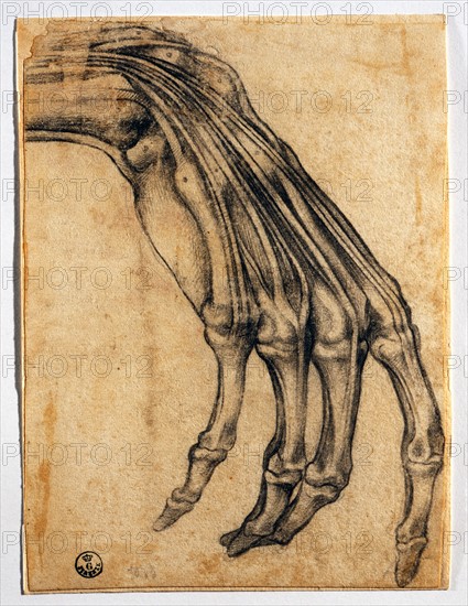 Clemente Bandinelli, Etude anatomique de la main