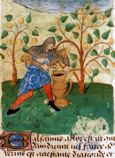 French miniature, The knight is preparing to fight against dragons taking medicinal plants