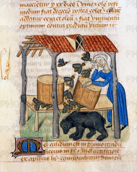 Dioscorides "Tractatus De Herbis" folio 92r. The honey harvest.