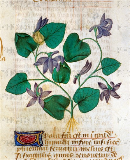 French miniature, The medical properties of violet