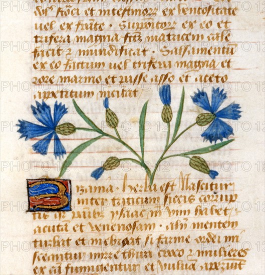 "Tractatus De Herbis", Les propriétés médicinales du Bleuet des champs